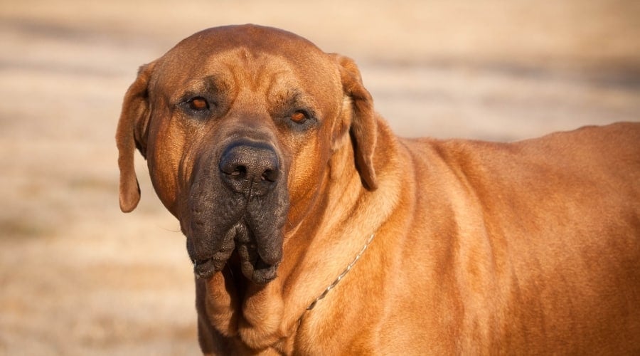 Japanese Tosa Inu Dog