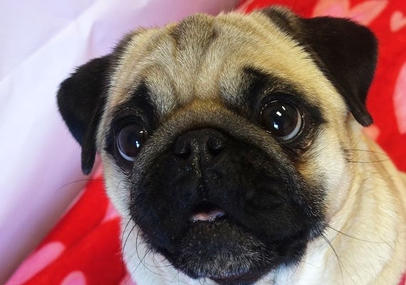 Jasmine the Pug flat-faced dog bowl tester.