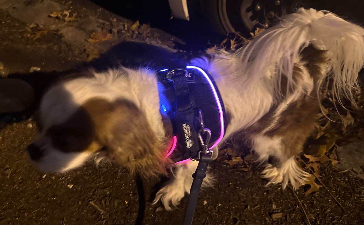 Cavalier wearing JoyRide led dog harness.