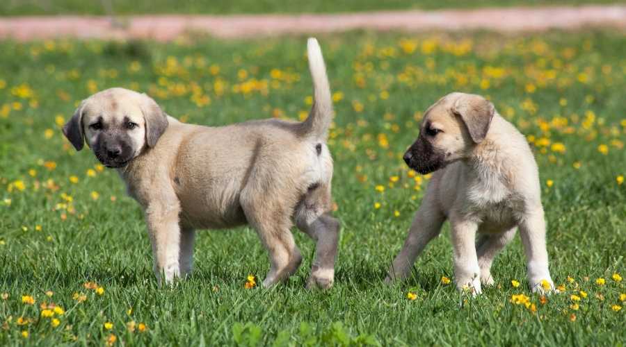 Sivas Kangal dogs puppies in the garden