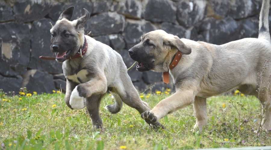 Kangal dogs running in a meadow chasing each other