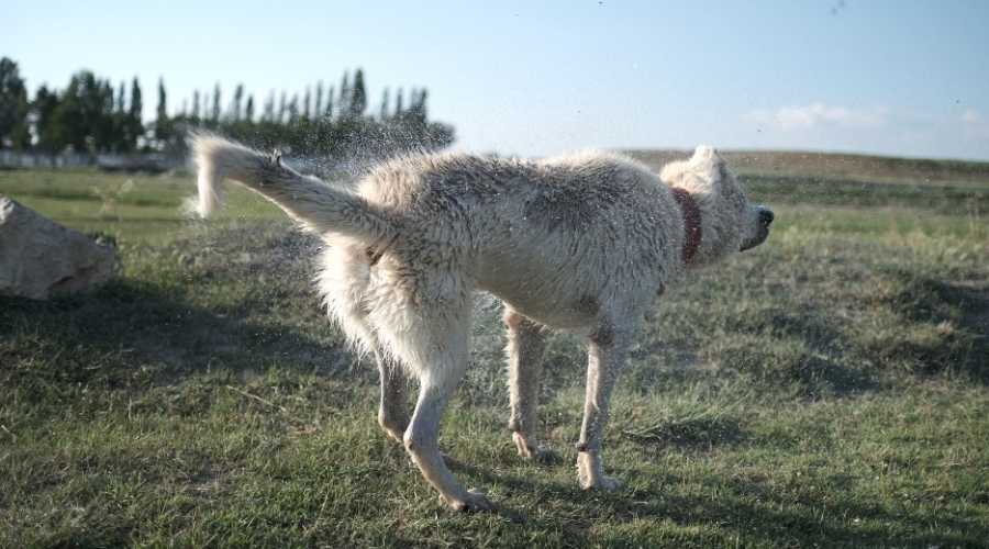 Turkish Sivas Kangal dog shaking water off outside