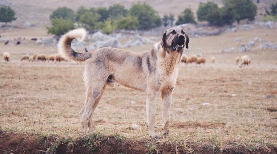 Anatolian sheepdog kangal posing against green natural background