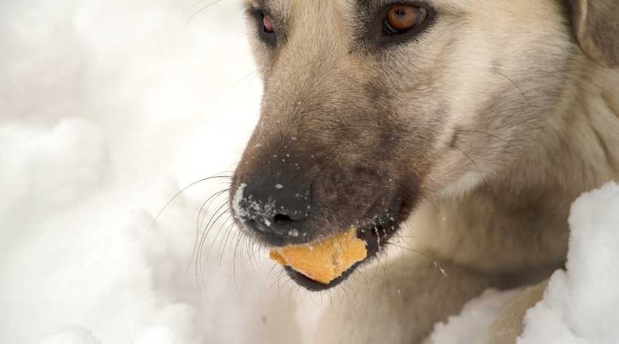 Kangal chwing on piece of bread in the snow close up of face
