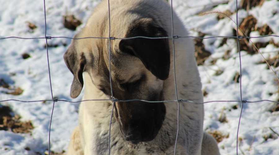 A closeup shot of Kangal dog sitting with head down behind wire fences in winter