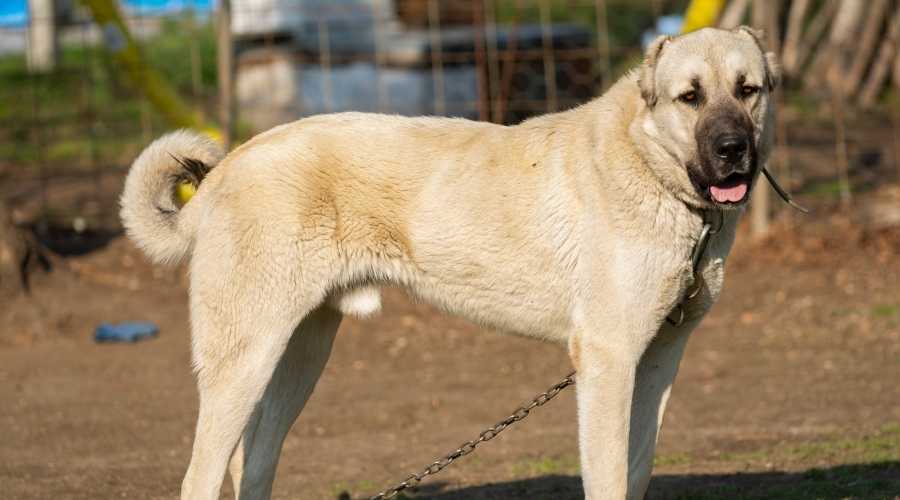 Sivas Kangal chained in a large muddy yard