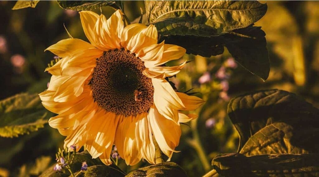 Sunflower