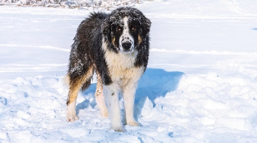 Karakachan Dog in Snowy Weather