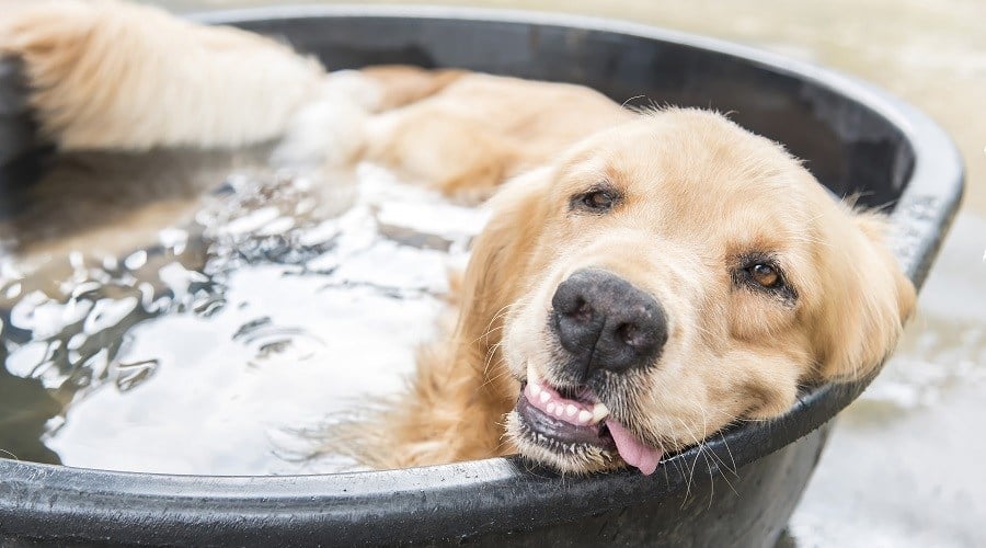 Keeping Dogs Cool in Summer