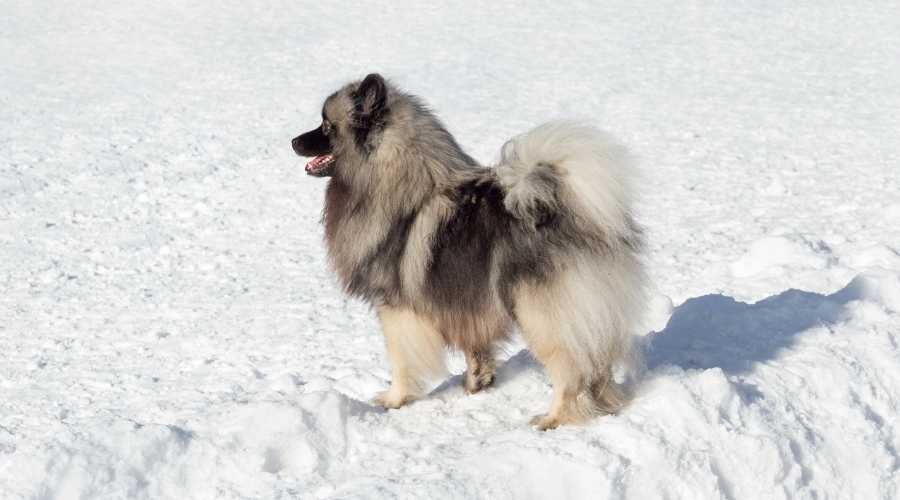 Keeshond Curly Tail