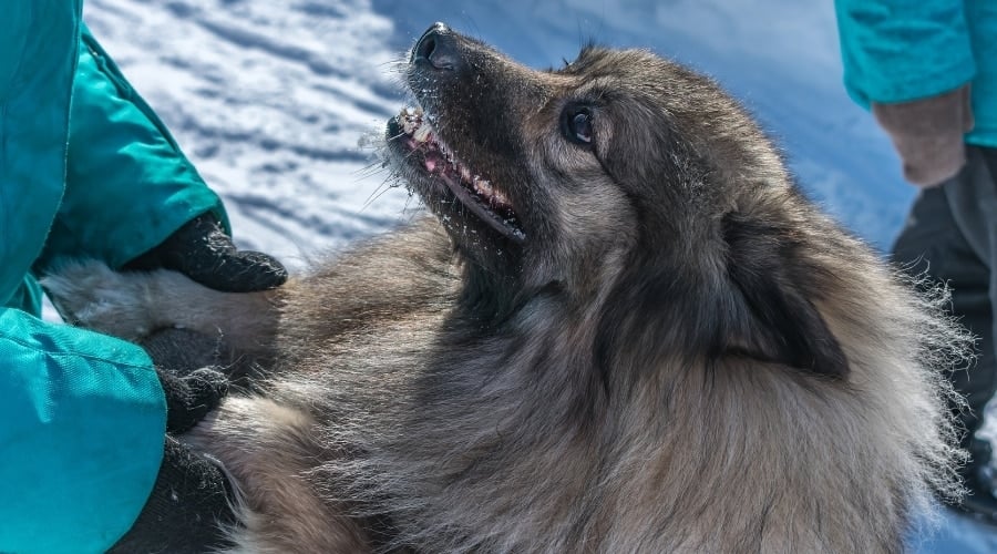 Keeshond With Dog Owner Outdoors
