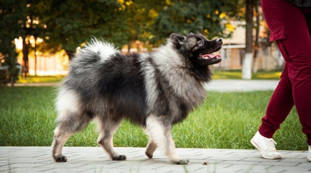 Keeshond walking outside behind a person on sidewalk