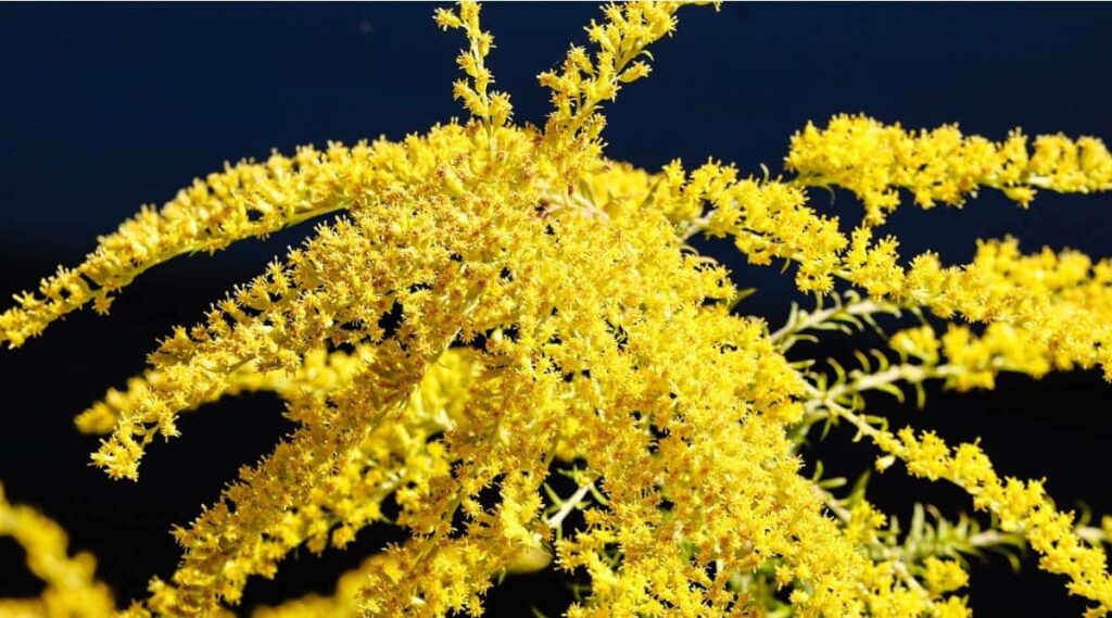 Goldenrod