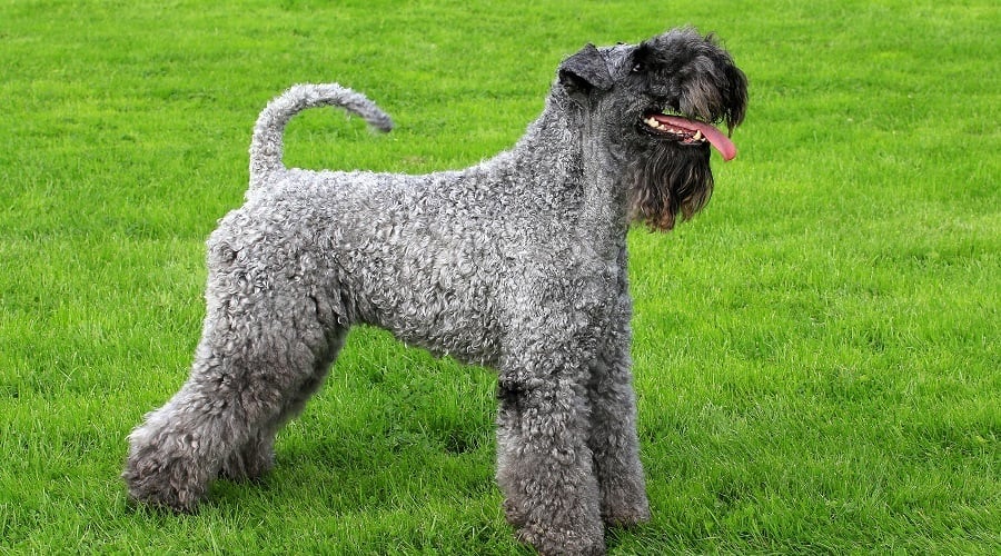 Kerry Blue Terrier