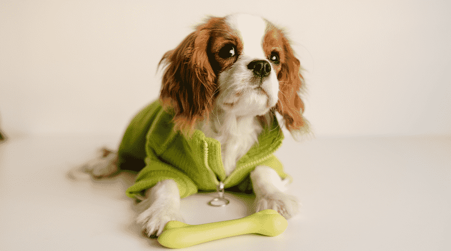 King Charles Spaniel Laying Looking to Side in green sweater with green rubber bone