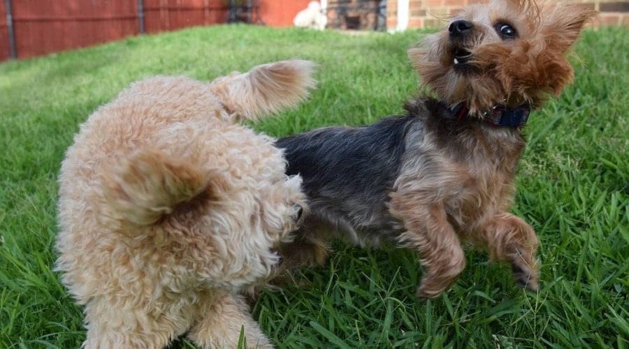 2 King Charles Yorkies in grass