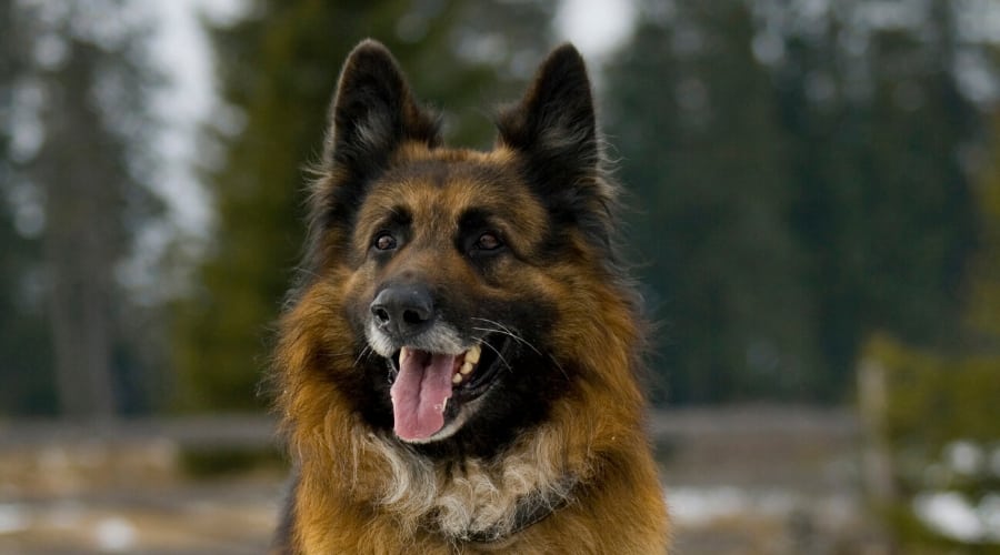 King Shepherd in Snow