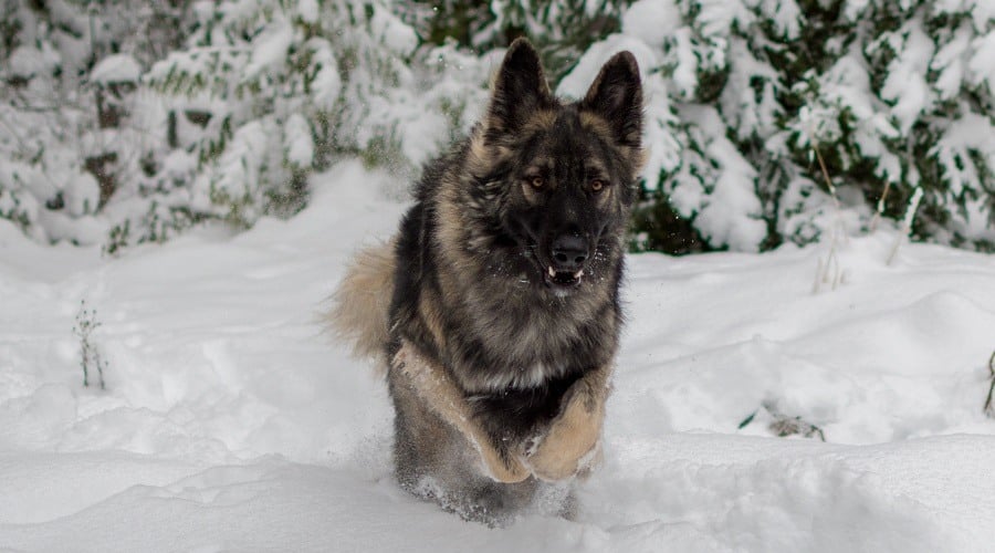 King Shepherd in Snow