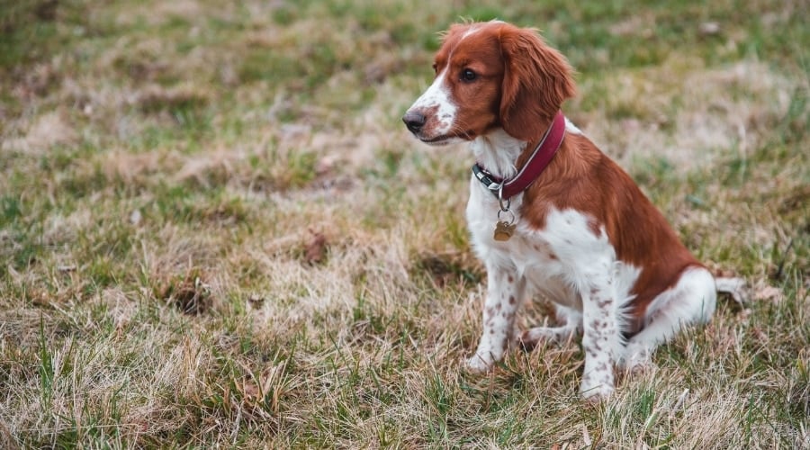 King Springer sitting in grass