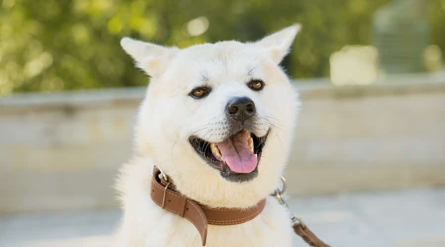 Kishu Ken Japanese Dog