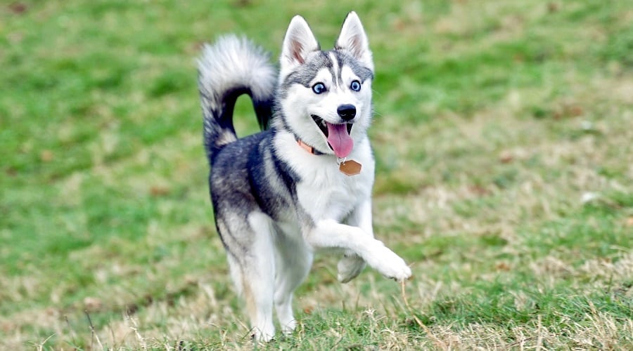Klee Kai Dog Running