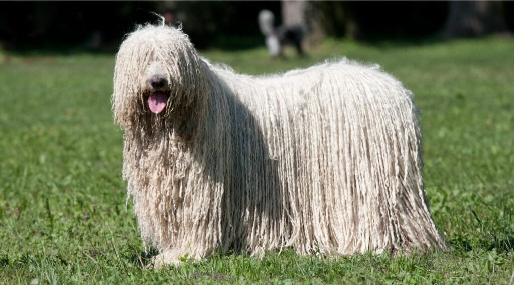 Komondor Breed standing in grass
