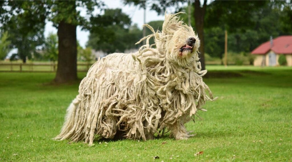 Komondor Rescue outside in the grass standing