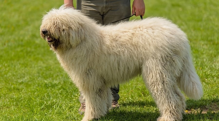 Komondor Standing Near Owner