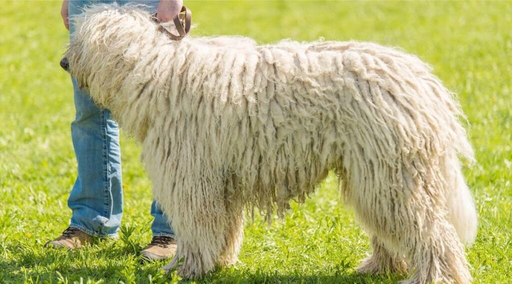 Komondor Training outside