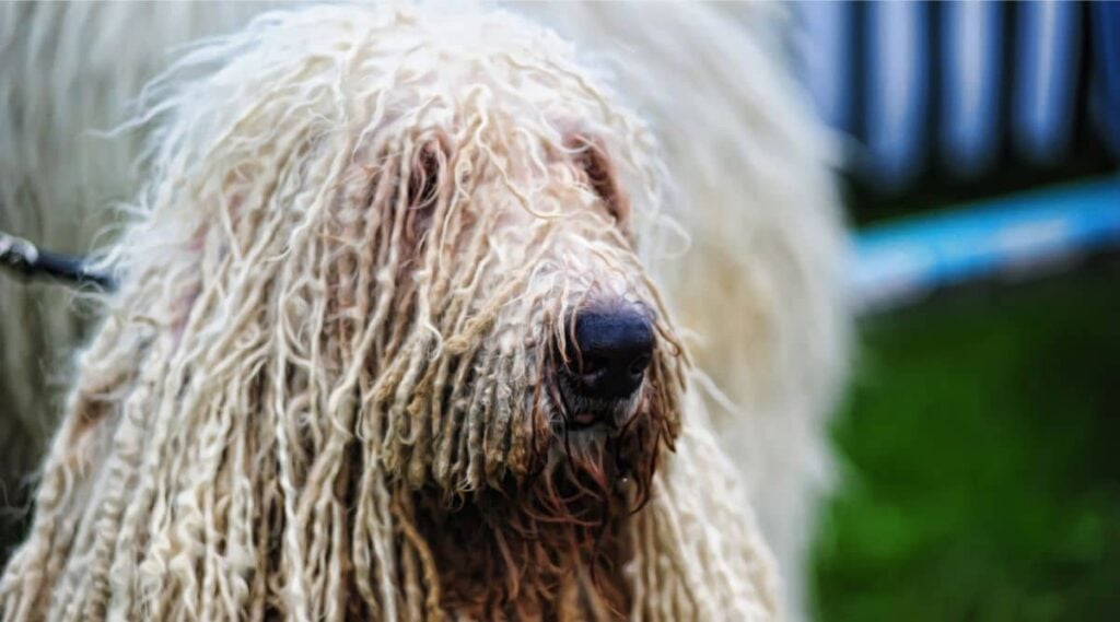 Komondor face up close