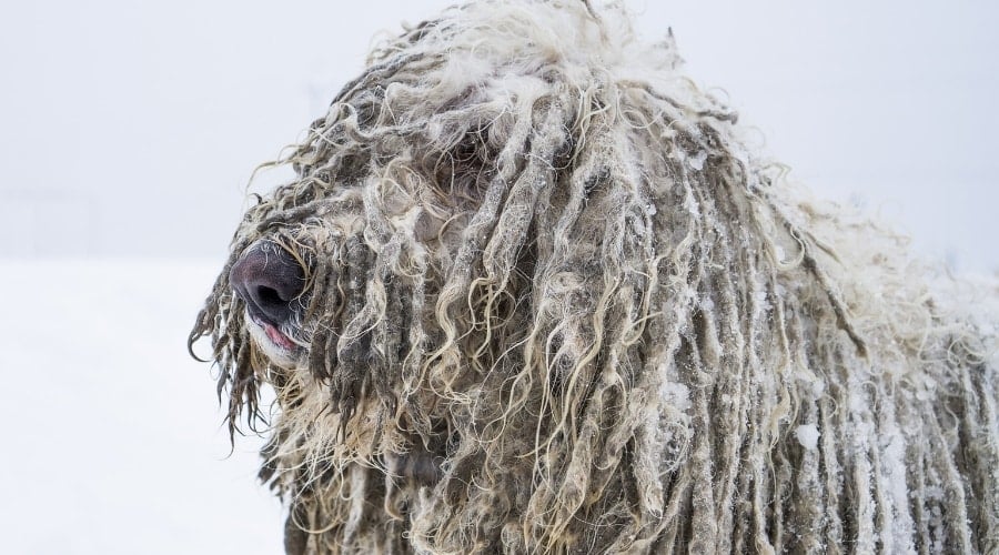 Komondor in Snowy Weather