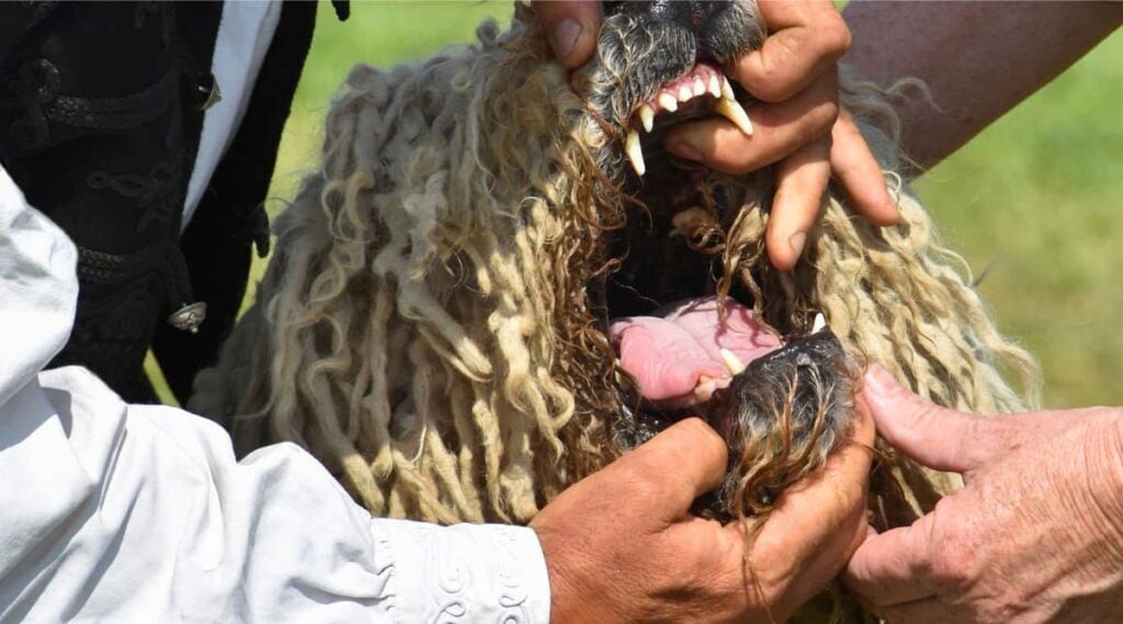 Komondor mouth open with human looking inside checking for issues