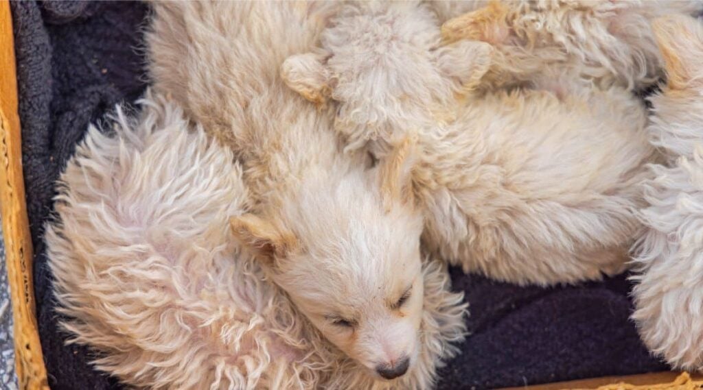 Komondor puppies cuddled together
