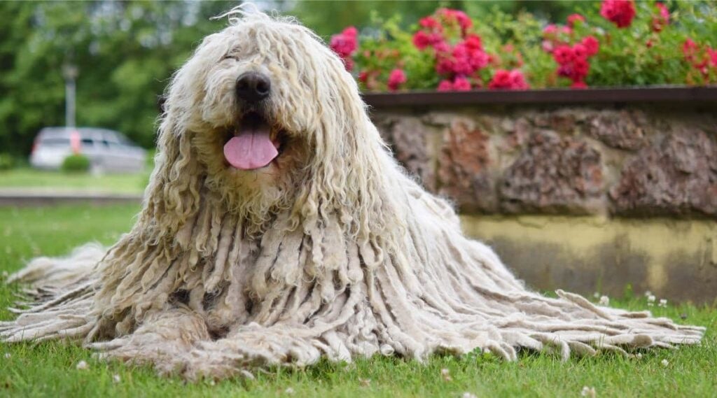 Komondor sitting in the grass