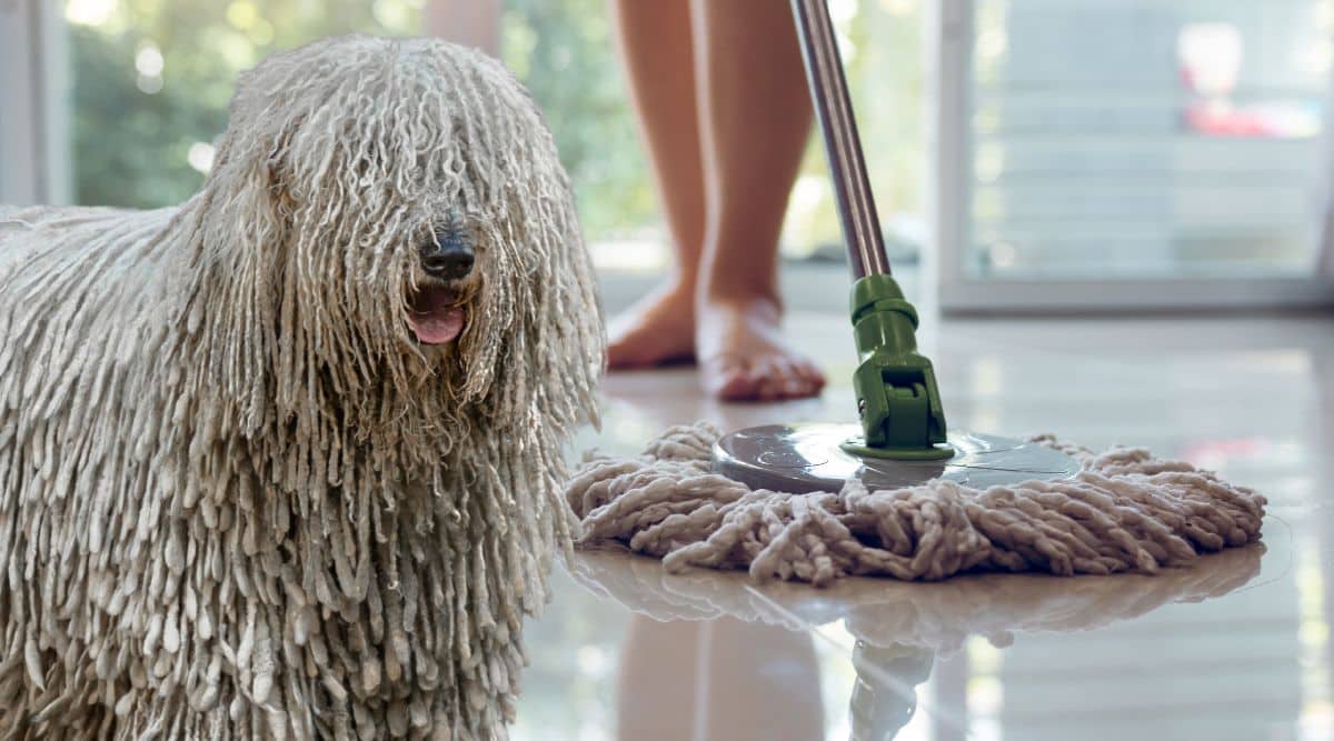 A Komondor standing next to a mop.