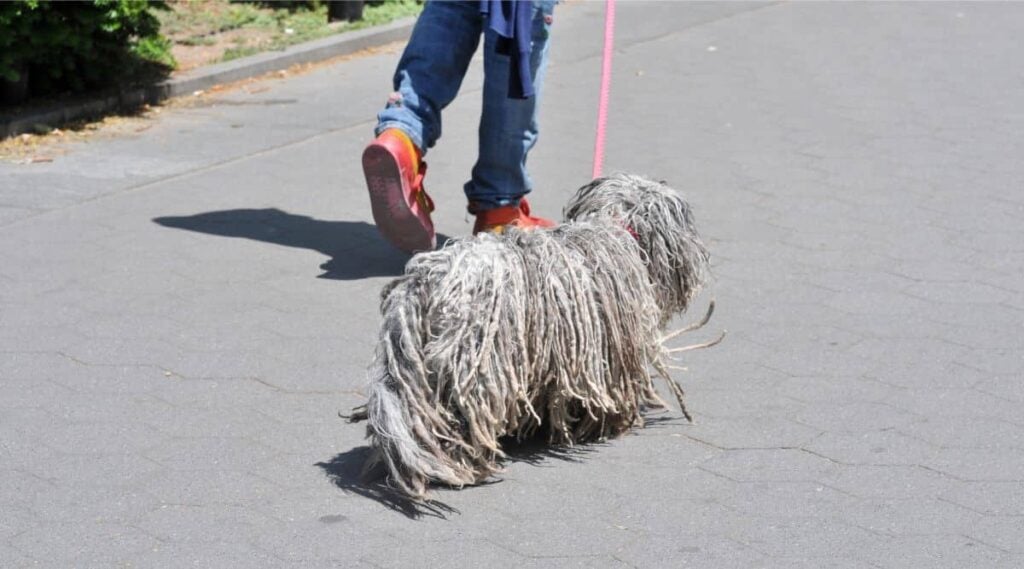 Komondor walking on a leash with owner