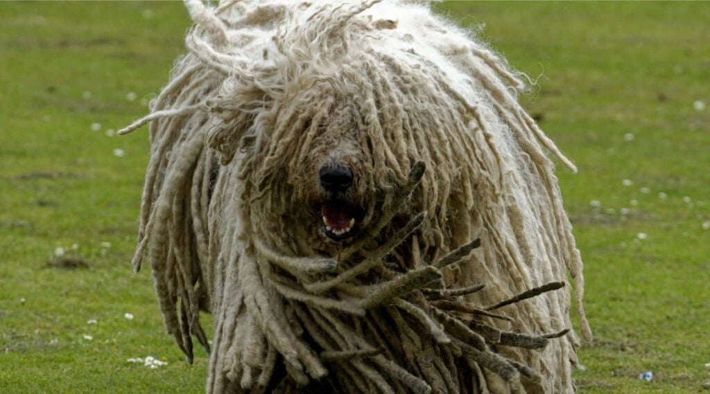 Komondor wete and shaking outside