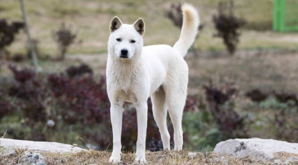 Korean Jindo standing outside