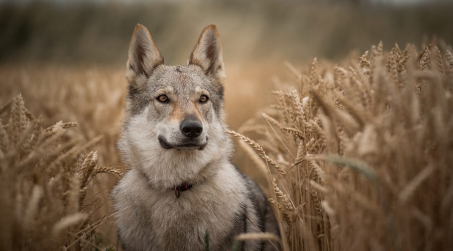 Kugsha Dog Breed in Field