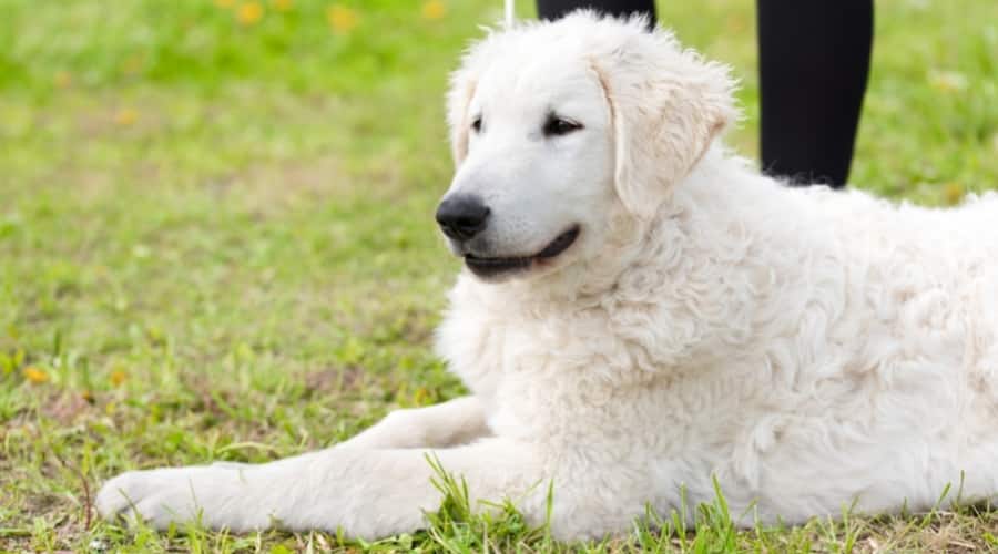 Kuvasz Outdoors With Human