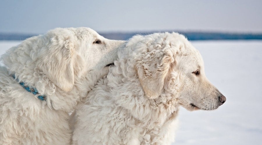 Kuvasz in Snow