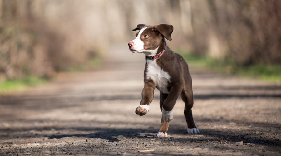 Lab Border Collie Puppy