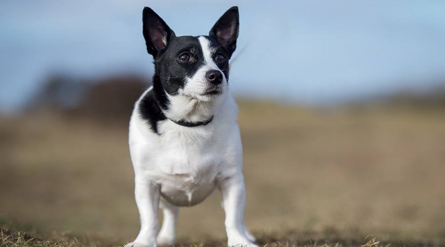 Lab Boston Terrier Mix