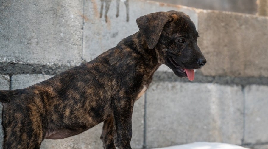 Lab Corso Puppy
