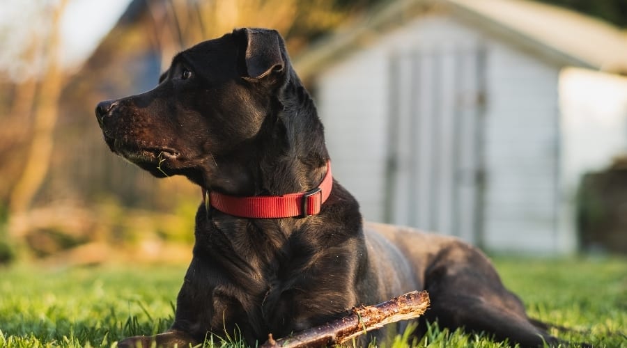 Lab Corso laying in Grass