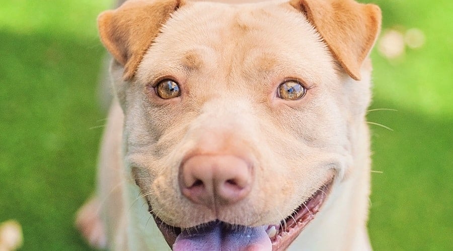 Lab Pei