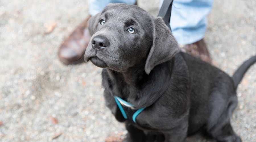 Lab Puppy with his new owner