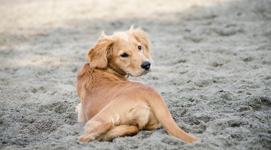 Lab Setter Mix