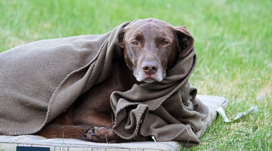 Lab Wrapped in a Blanket