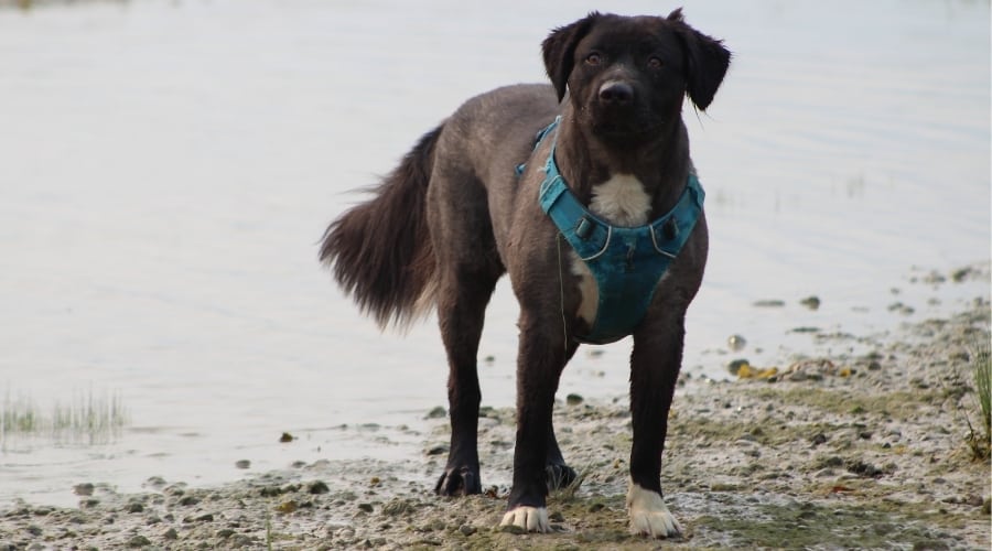 Labernard on Beach